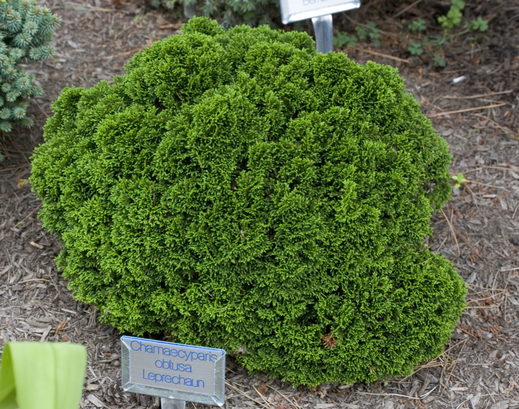 Chamaecyparis obtusa 
