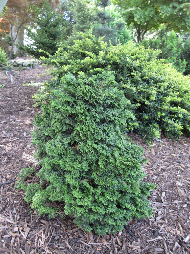 Chamaecyparis obtusa 