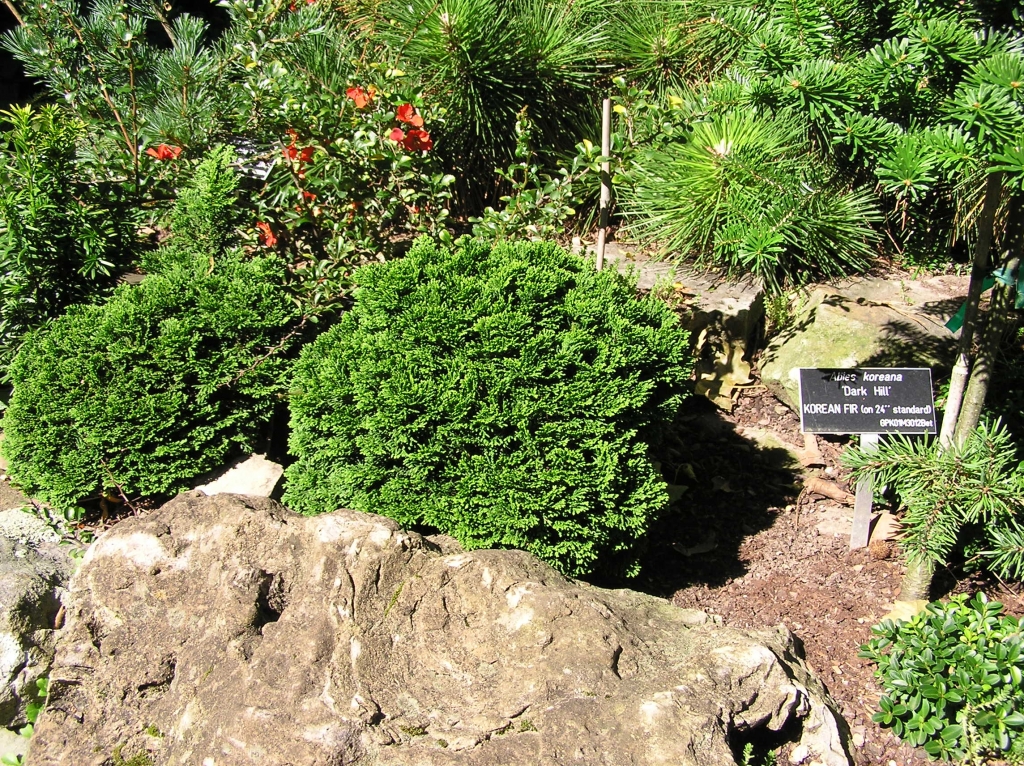 Chamaecyparis obtusa 