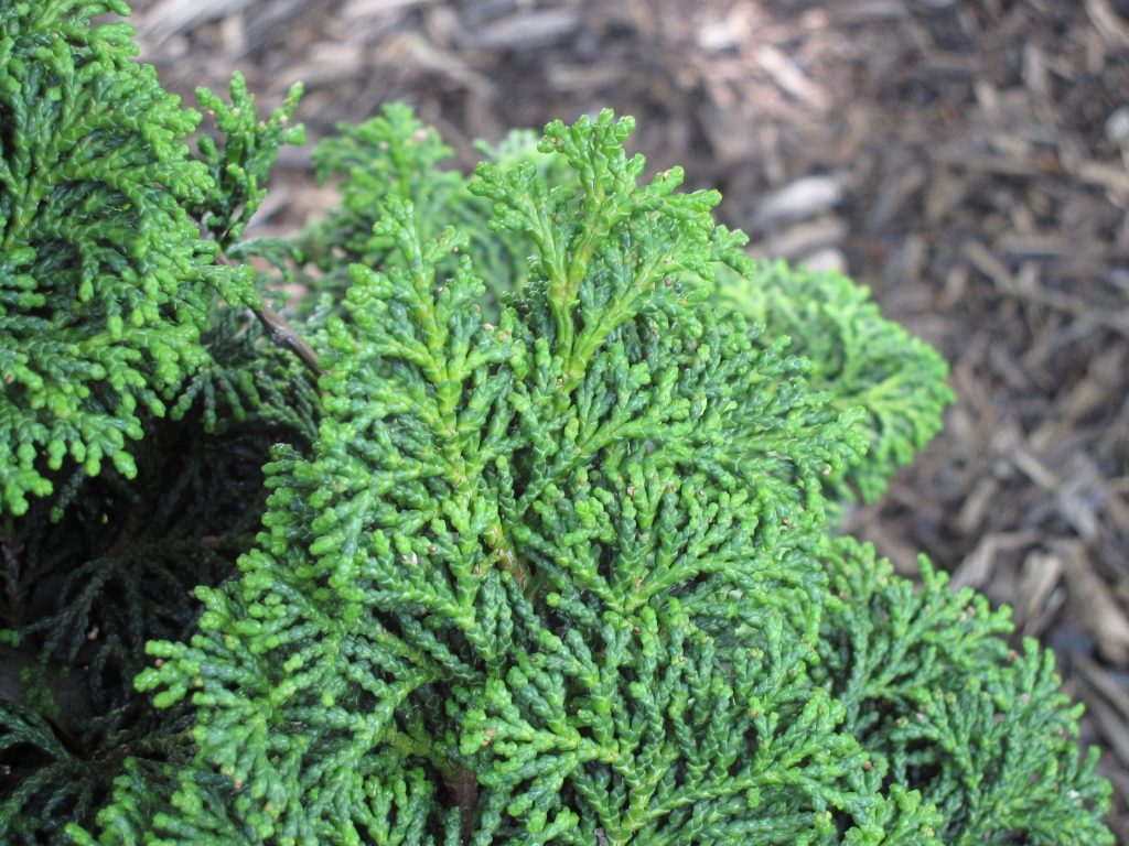 Chamaecyparis obtusa 