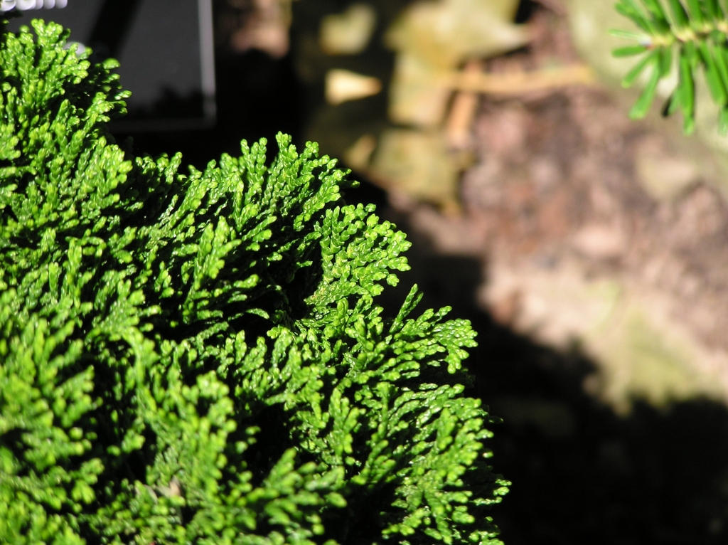 Chamaecyparis obtusa 