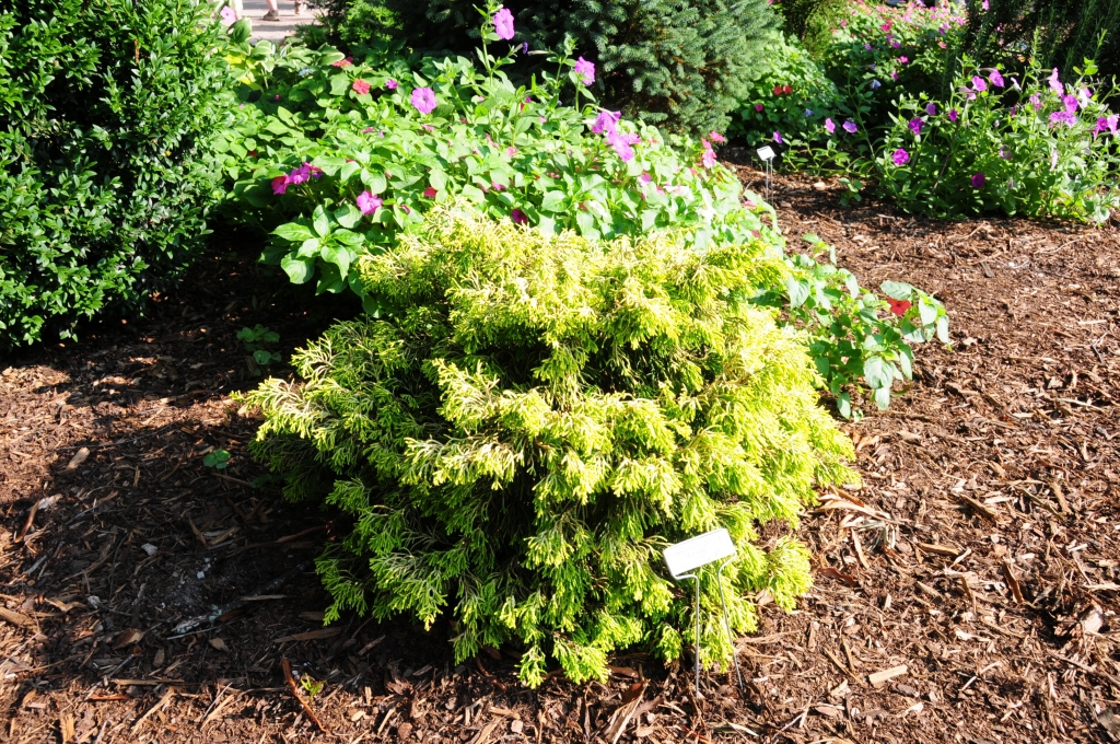 Chamaecyparis obtusa 