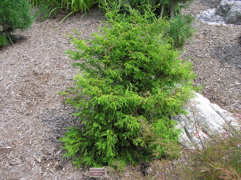 Chamaecyparis obtusa 