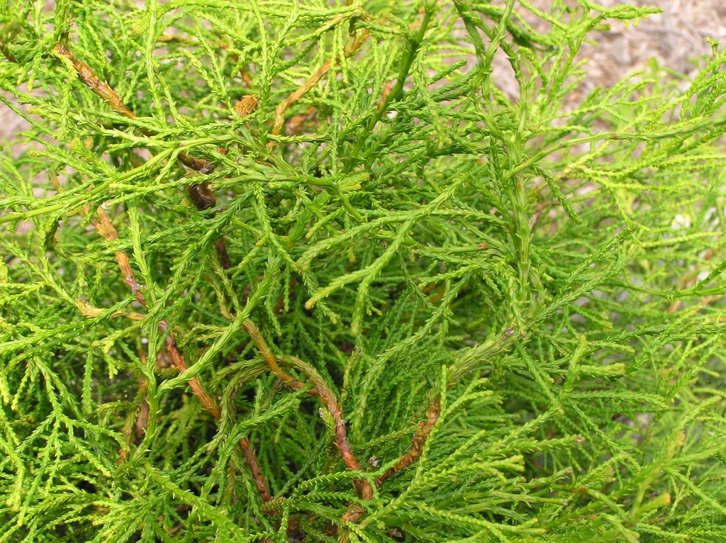 Chamaecyparis obtusa 