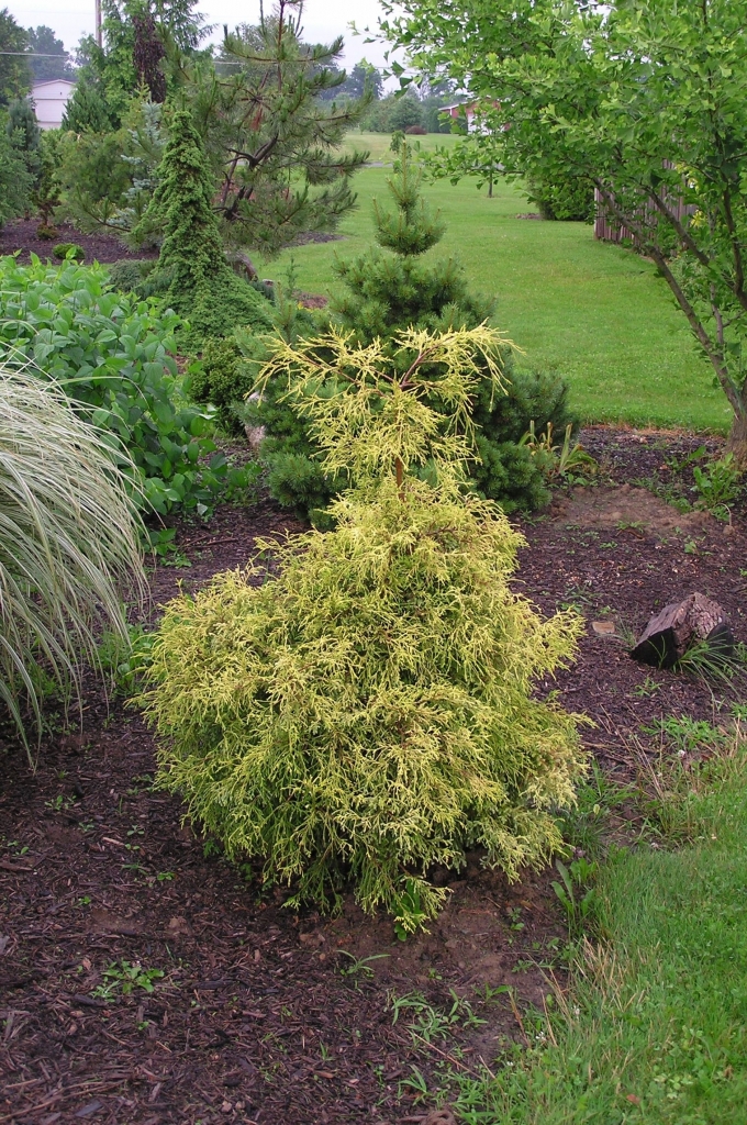Chamaecyparis pisifera 