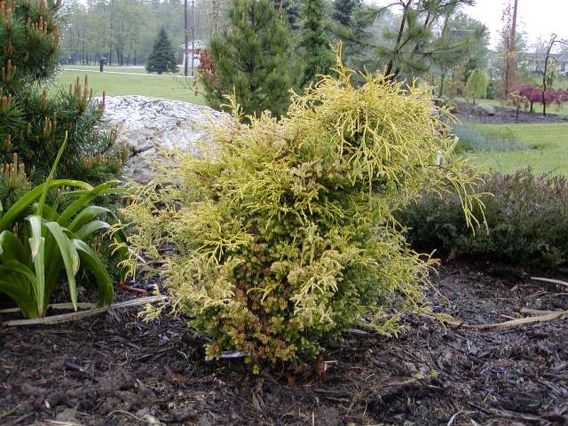 Chamaecyparis pisifera 