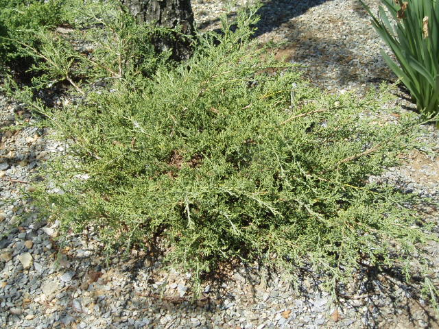 Juniperus × pfitzeriana 