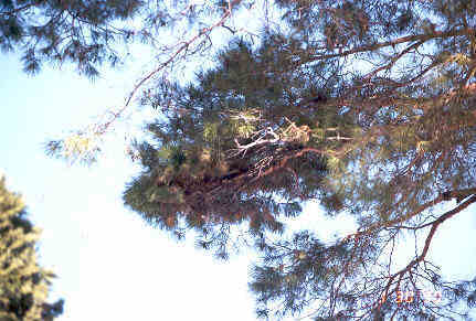 Pinus sylvestris 