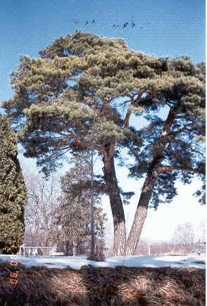 Pinus sylvestris 