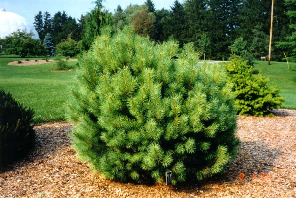 Pinus sylvestris 