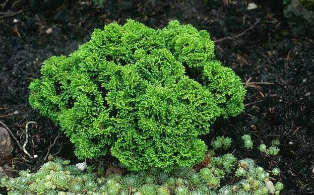 Chamaecyparis obtusa 