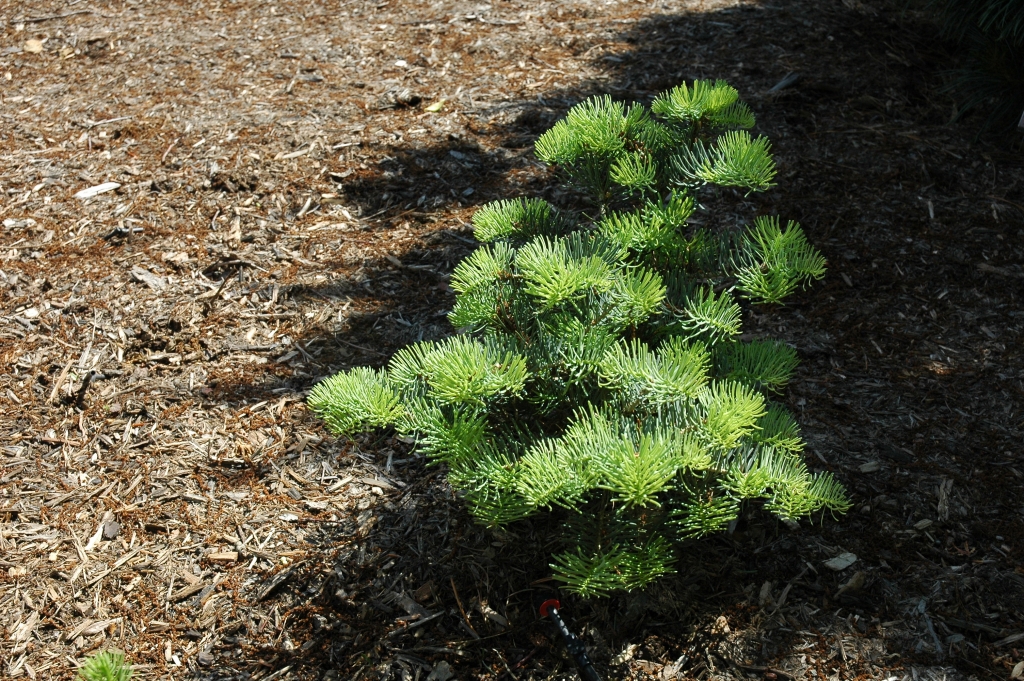 Abies concolor 