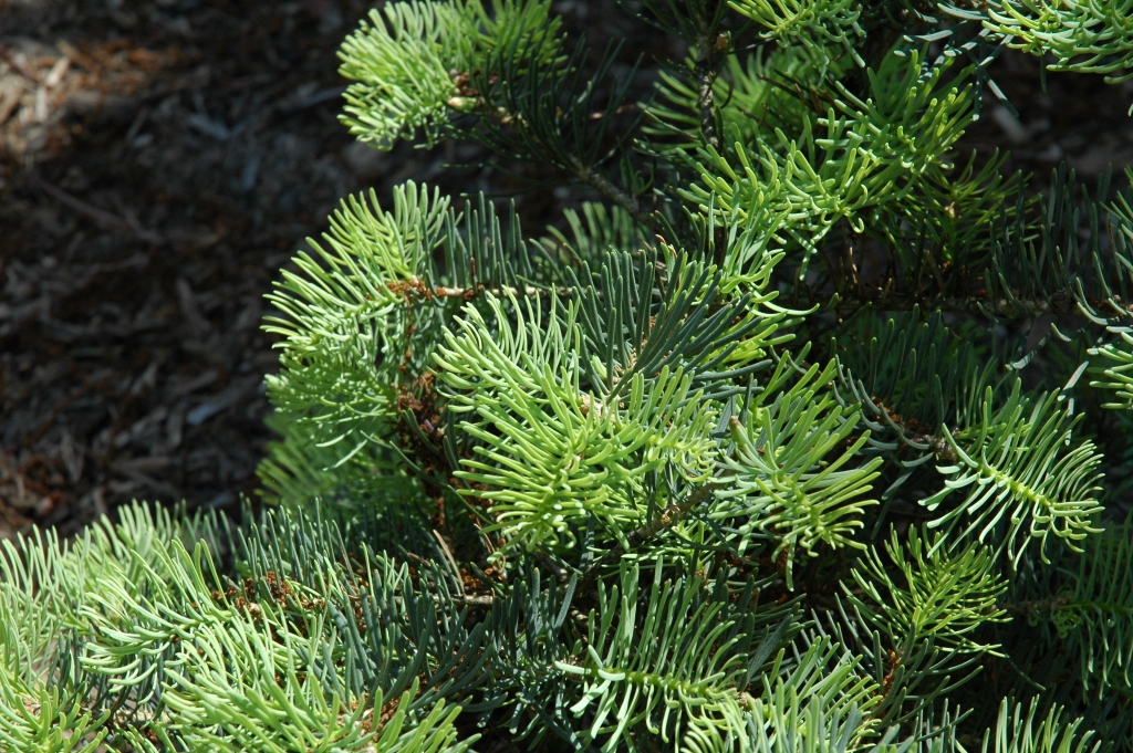 Abies concolor 