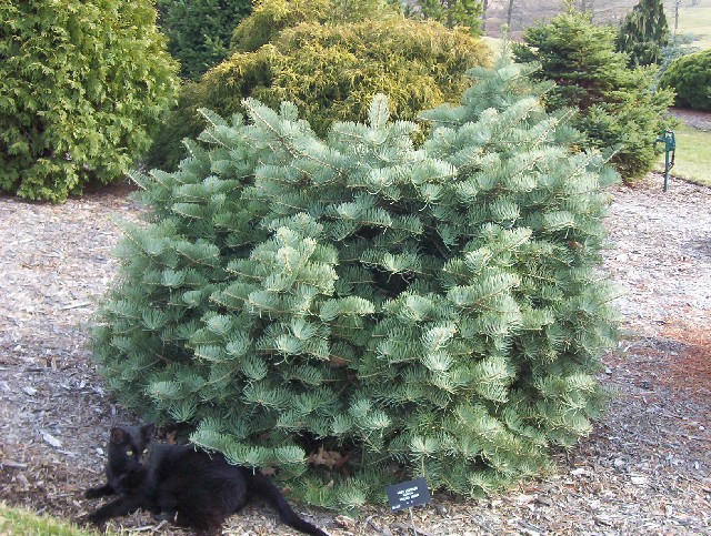 Abies concolor 