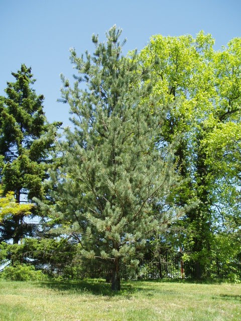 Pinus flexilis 