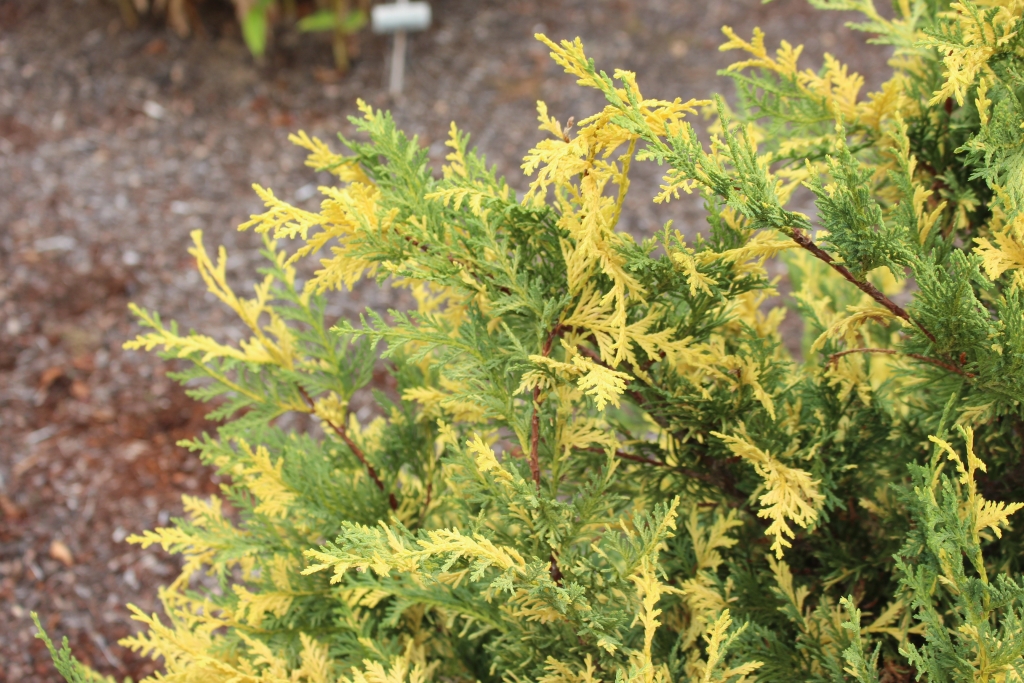 Cupressus nootkatensis 