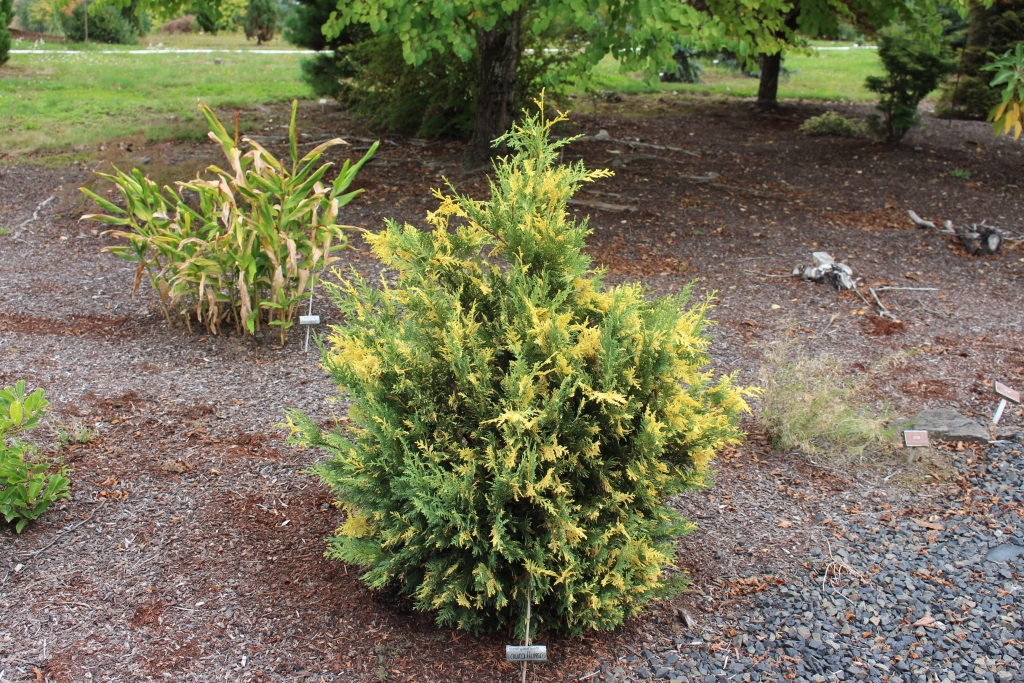Cupressus nootkatensis 