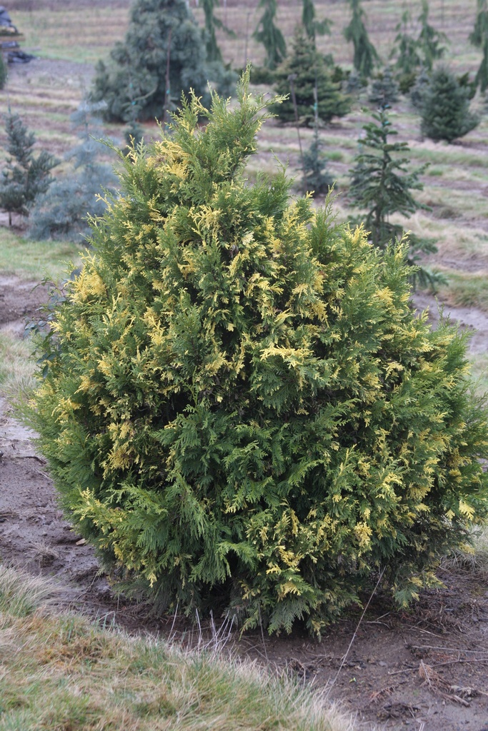 Cupressus nootkatensis 