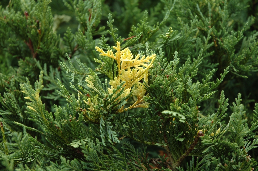 Cupressus nootkatensis 