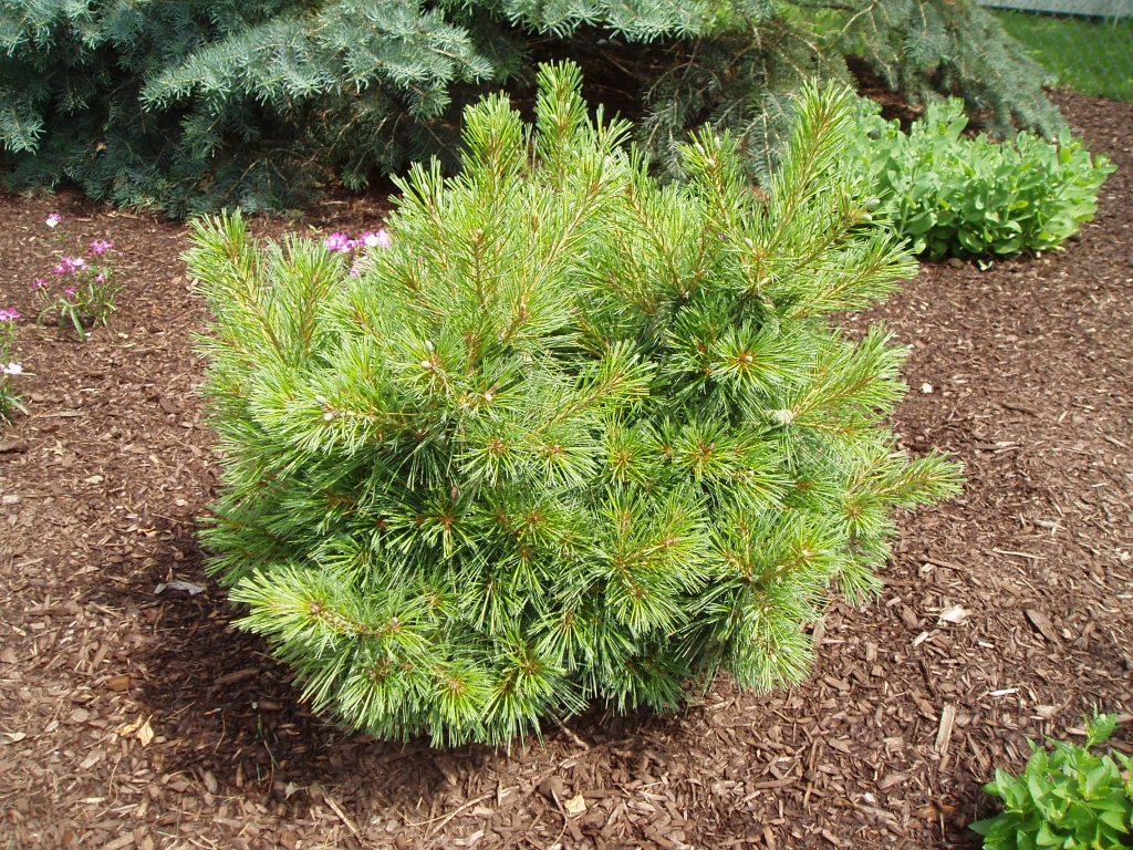 Pinus strobus 