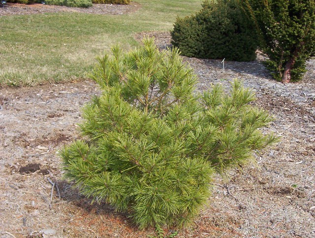 Pinus strobus 