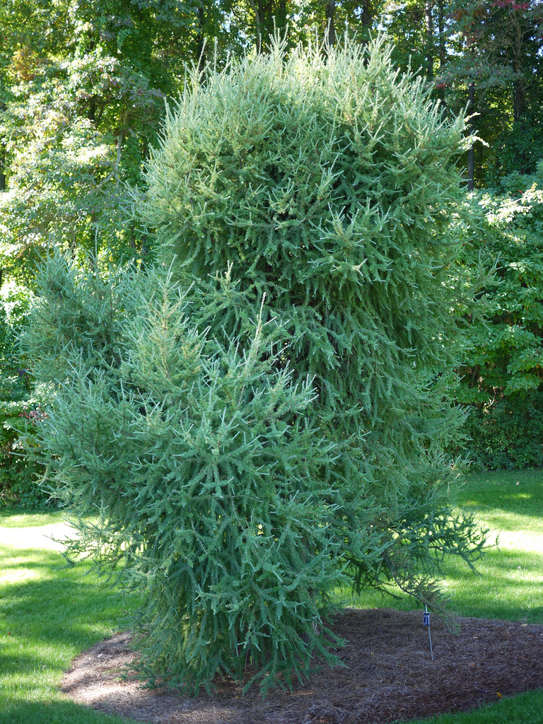 Larix laricina 