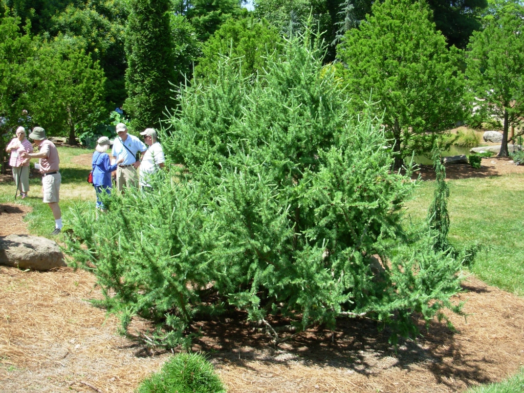 Larix laricina 