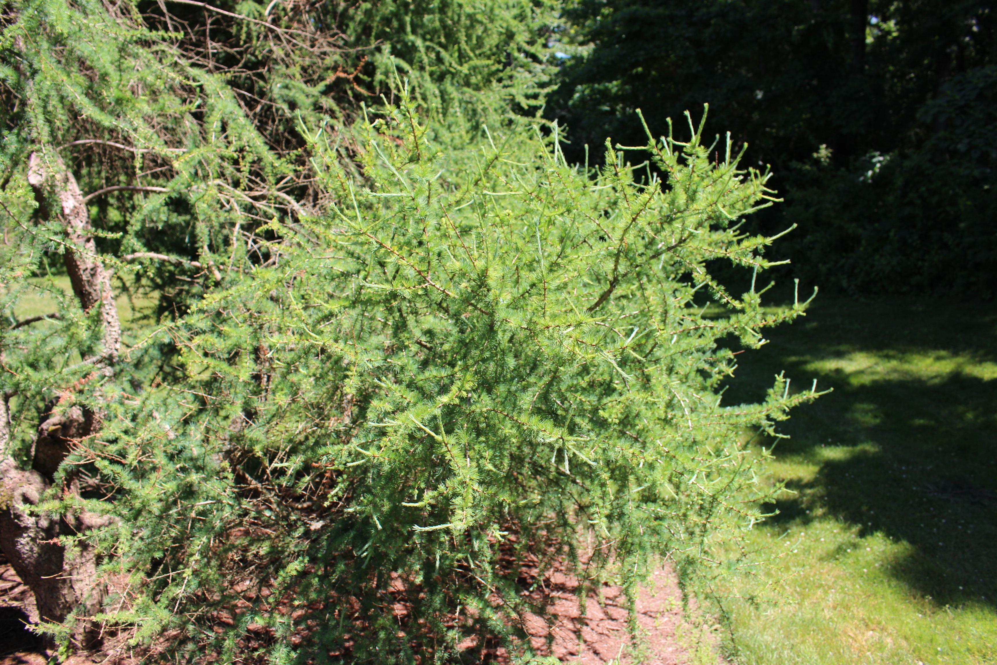 Larix laricina 