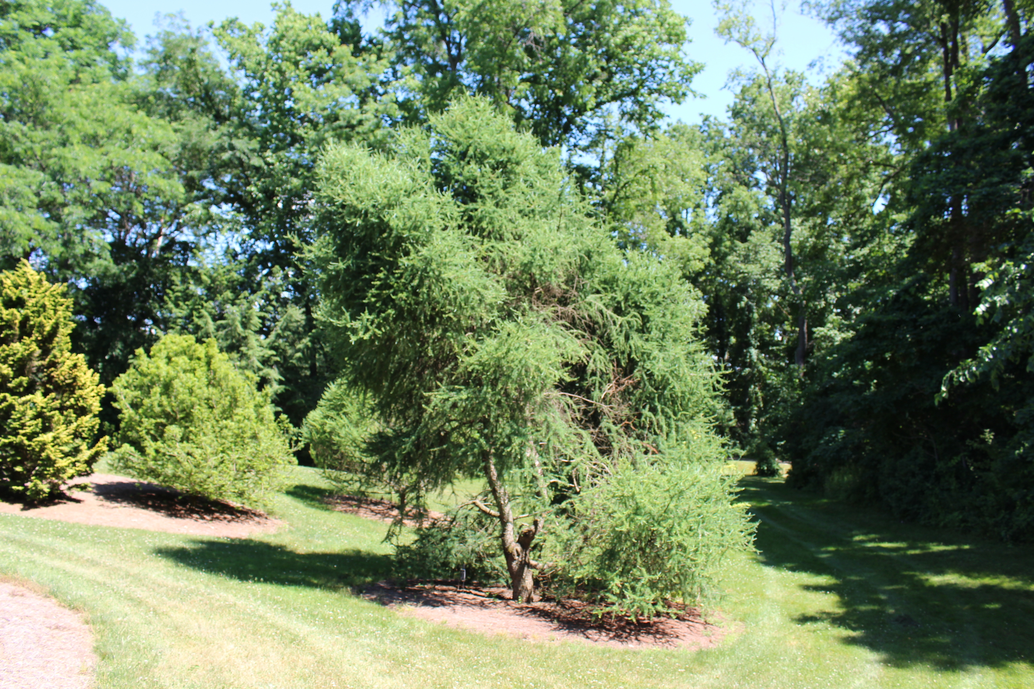 Larix laricina 