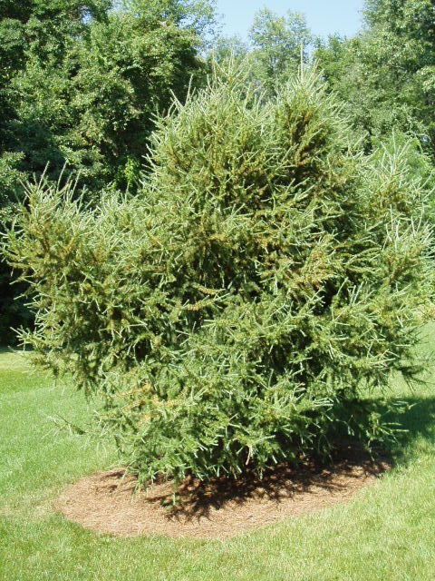 Larix laricina 