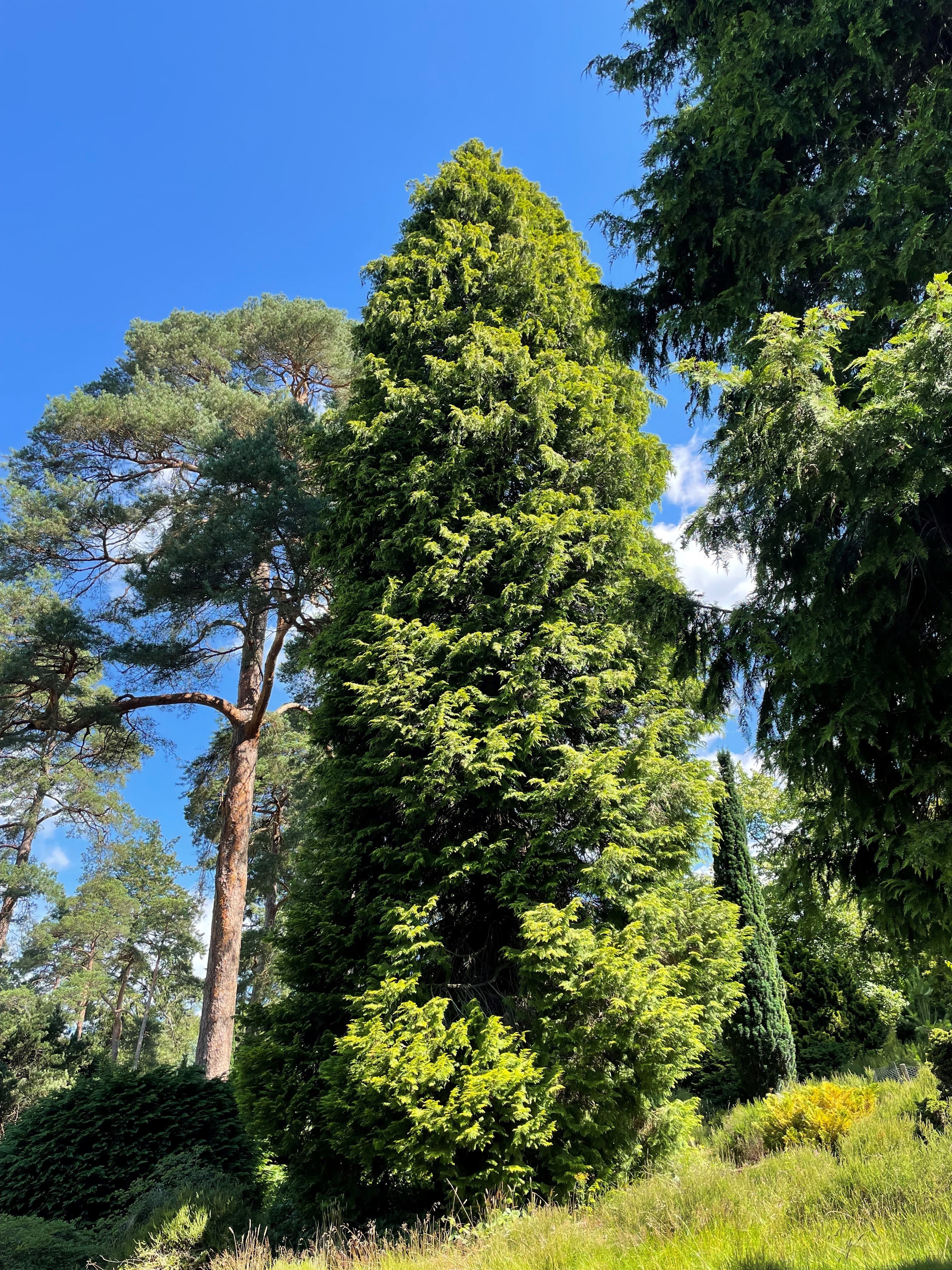 Chamaecyparis lawsoniana 