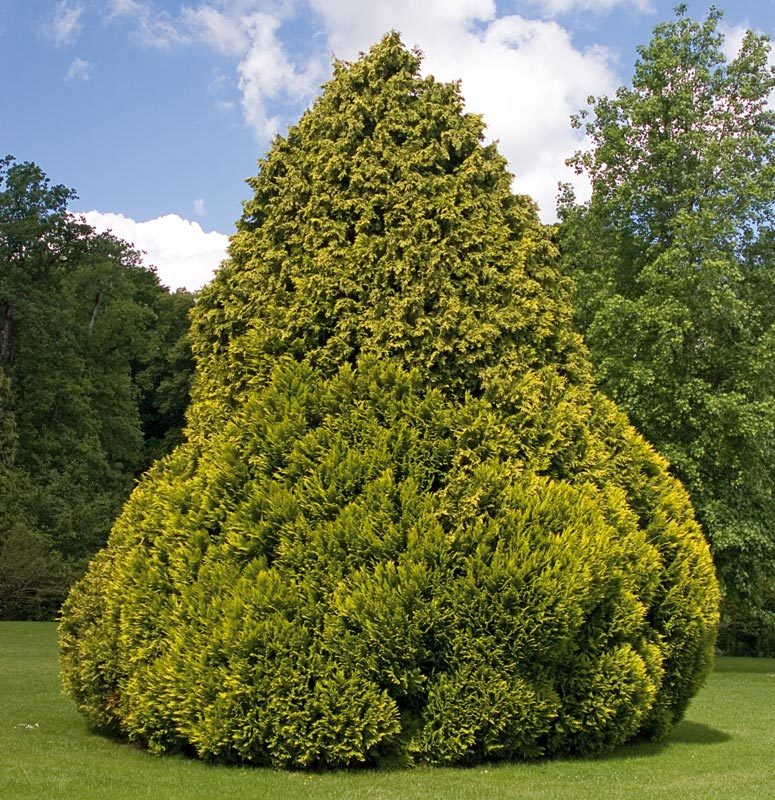 Chamaecyparis lawsoniana 