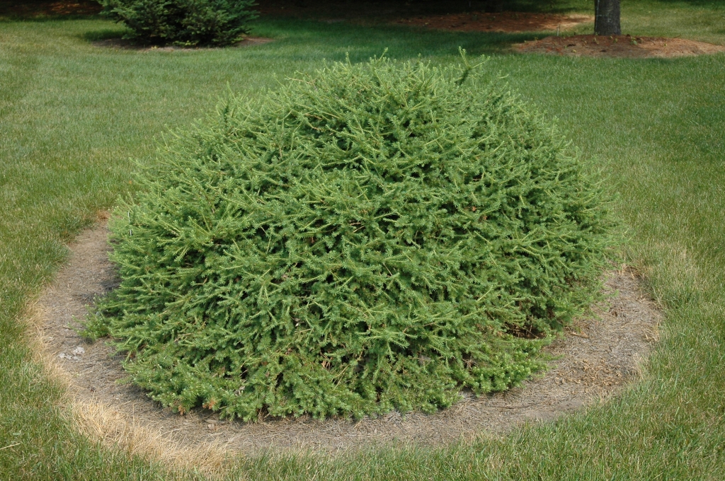 Larix decidua 
