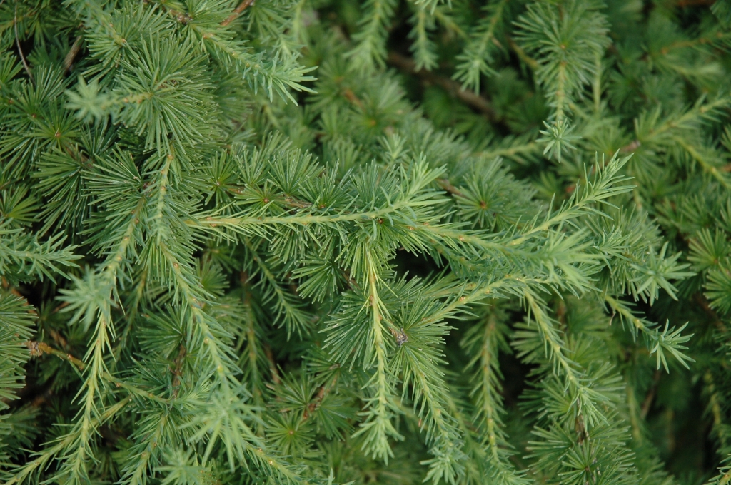 Larix decidua 