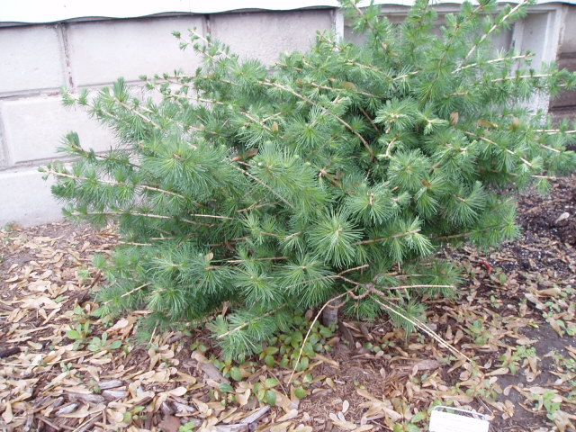 Larix decidua 