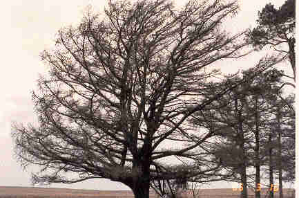 Larix decidua 
