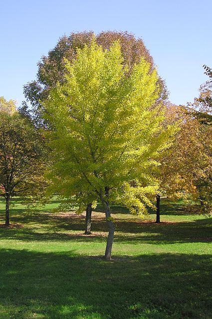 Ginkgo biloba 