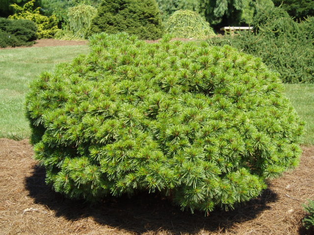 Pinus strobus 