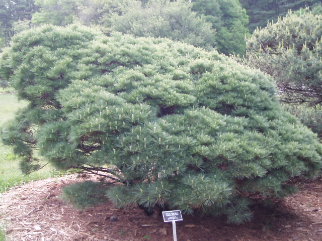 Pinus strobus 