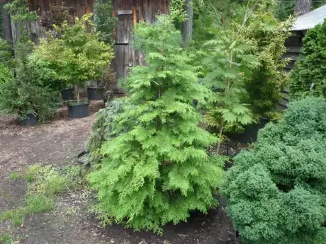 Chamaecyparis obtusa 