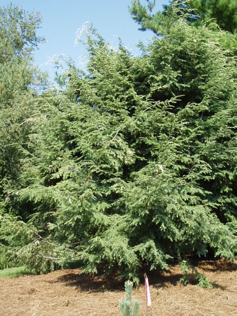 Tsuga canadensis 