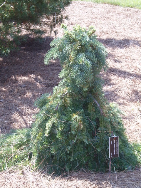 Abies procera 