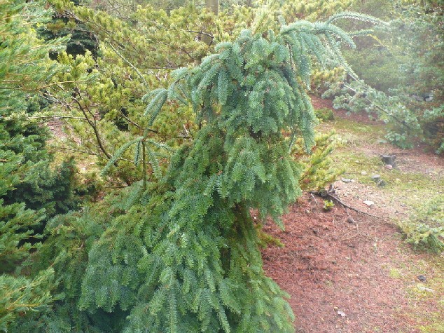 Abies procera 