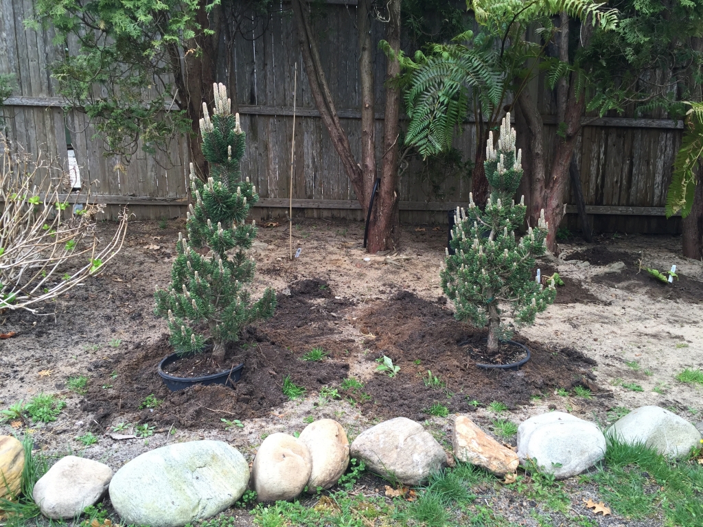 Pinus thunbergii 