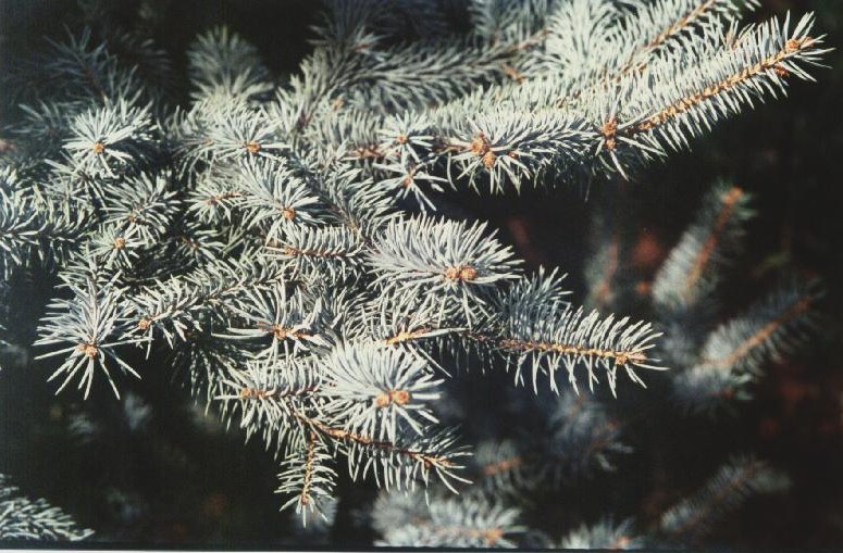 Picea pungens 
