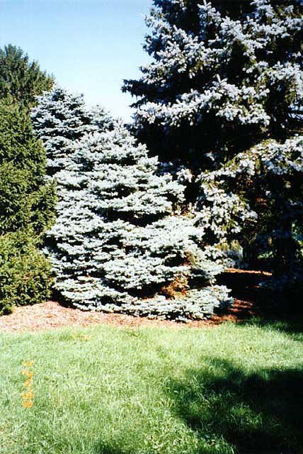 Picea pungens 