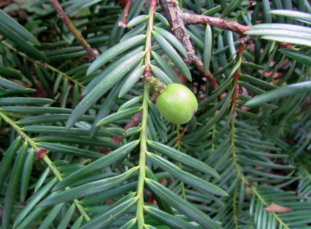 Cephalotaxus harringtonii