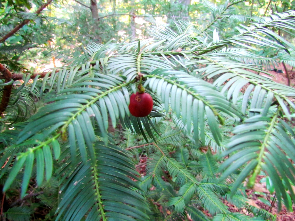 Cephalotaxus harringtonii