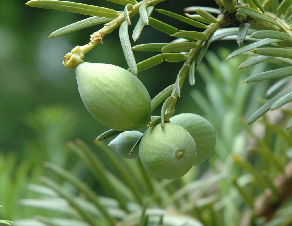 Cephalotaxus harringtonii