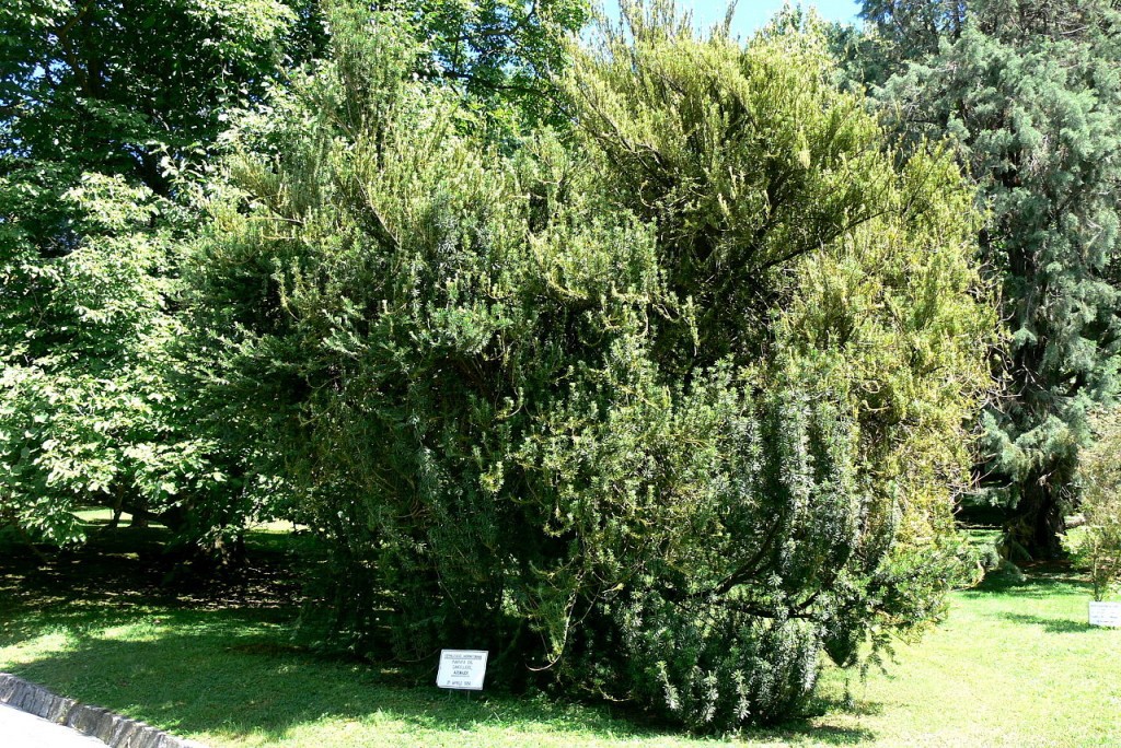 Cephalotaxus harringtonii